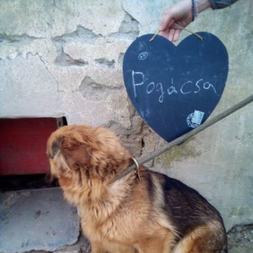 pogacsa_2021-05-02_01