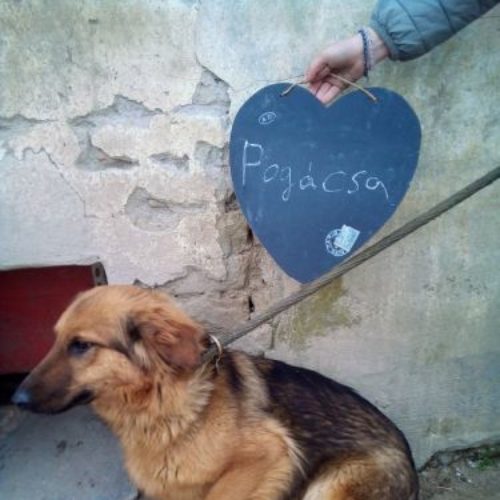 pogacsa_2021-05-02_03