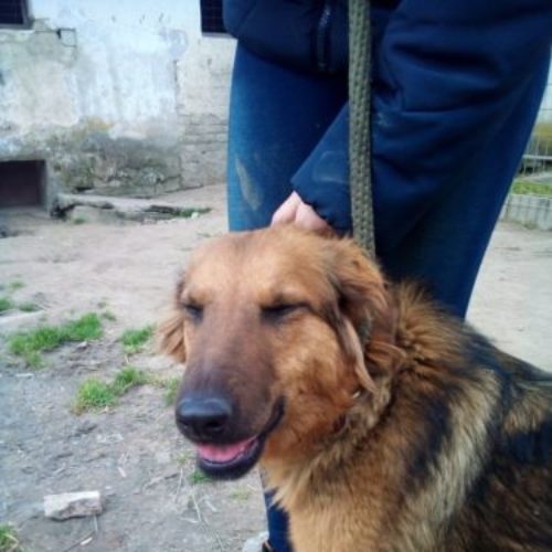 pogacsa_2021-05-02_10
