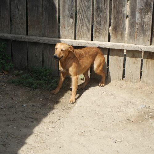 bacon_2021-08-10_05