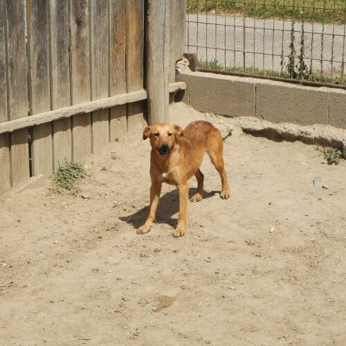 bacon_2021-08-10_06
