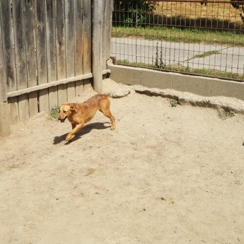bacon_2021-08-10_08