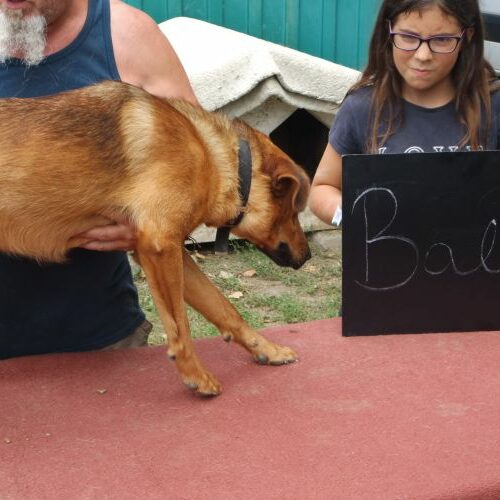 balu_2021-08-10_01