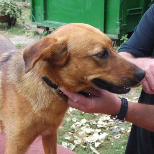 balu_2021-08-10_11