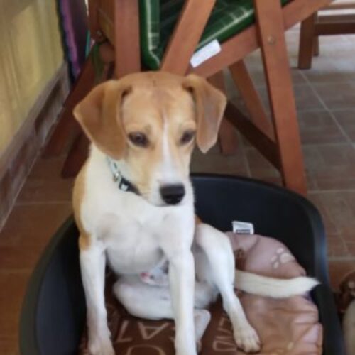 fifi_2021_01