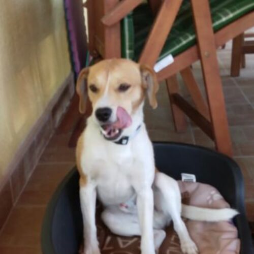 fifi_2021_03