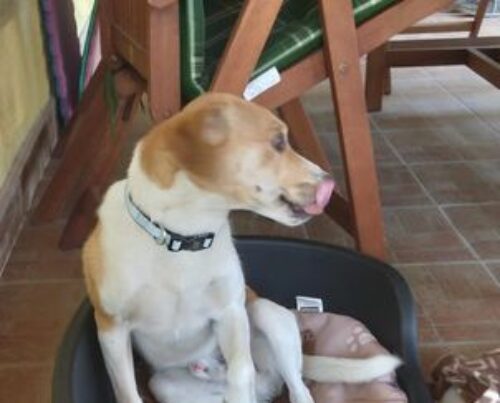 fifi_2021_05