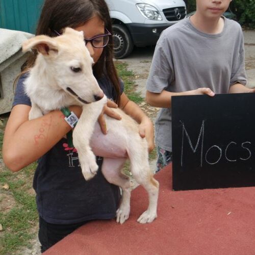 mocsok_2021-08-10_01