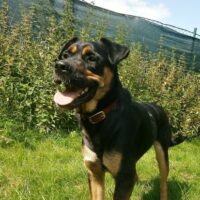 Hunde in Deutschland