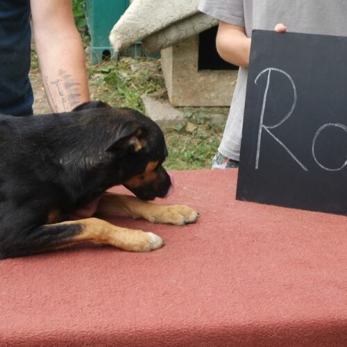 ropi_2021-08-10_01