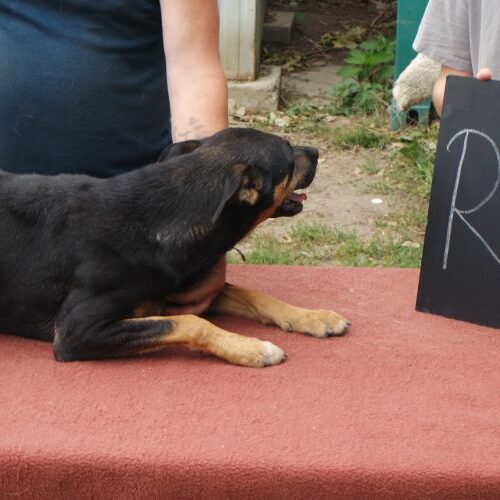 ropi_2021-08-10_02