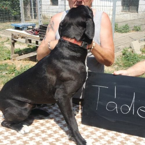 tade_2021-08-06_08