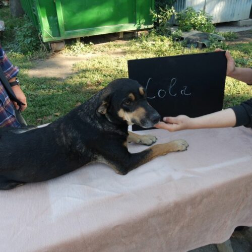 lola_2021-10-09_01
