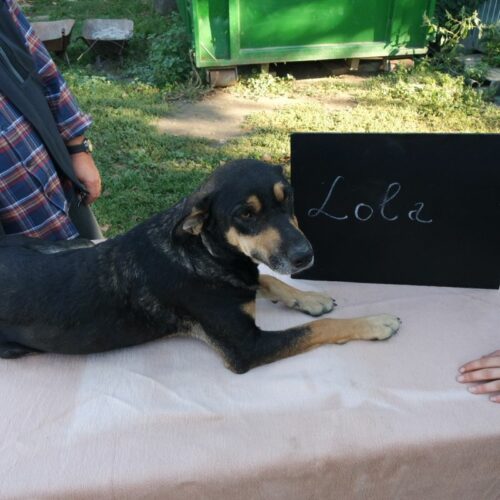 lola_2021-10-09_02