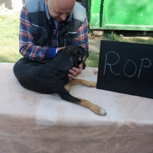ropi_2021-10-09_02