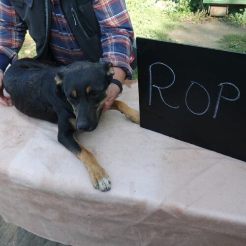 ropi_2021-10-09_03