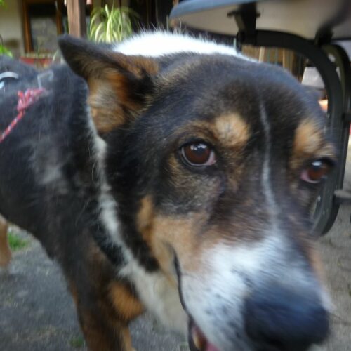 marcipan_2022-04-23_09