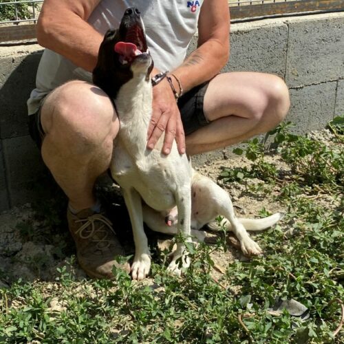 bicska_2022-06-27_07