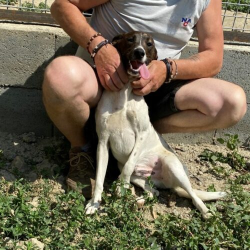 bicska_2022-06-27_08