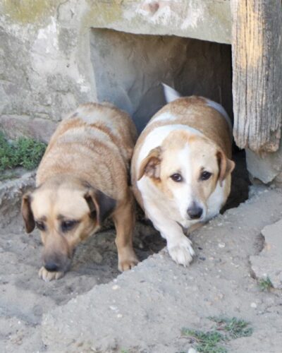 Molly und Polly