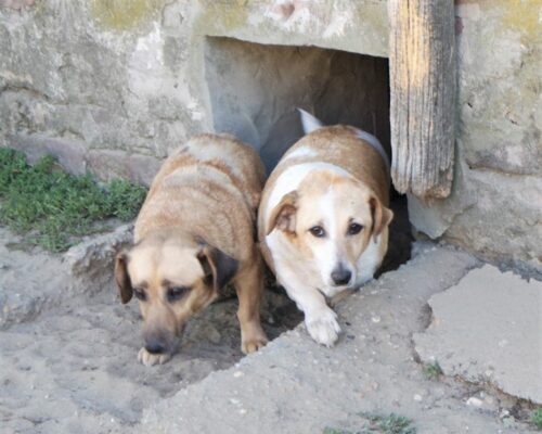 Molly und Polly