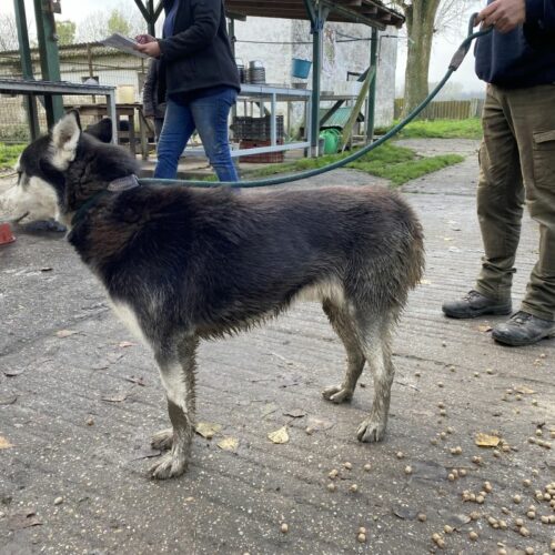 odin_2022-12-21_04