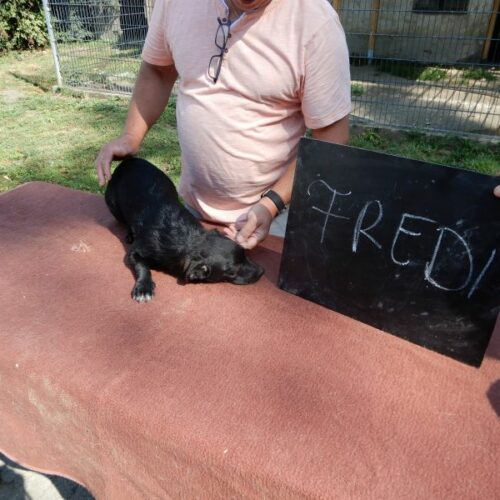 fredi_2023-07-29_12
