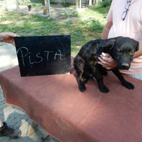 pista_2023-07-29_01
