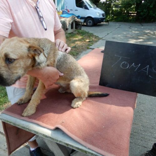 tomas_2023-07-29_01