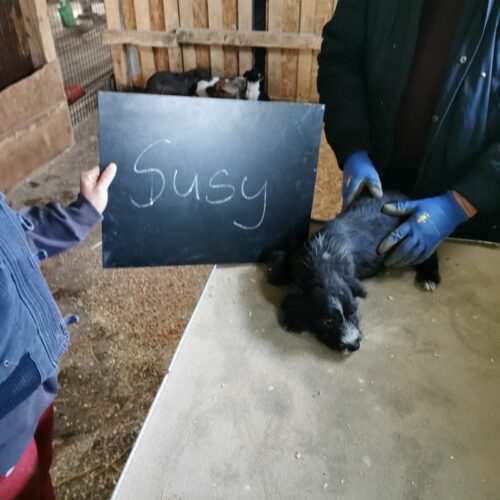 susy_2024-02-21_01