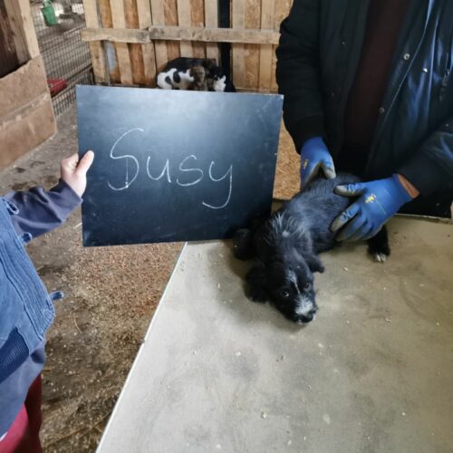 susy_2024-02-21_04