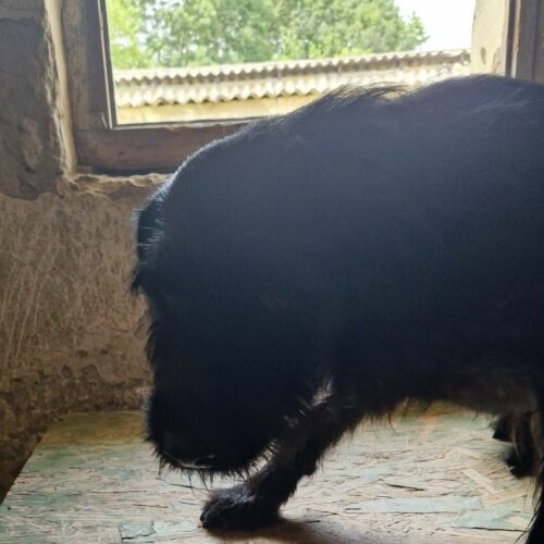 benji_2024-08-21_02
