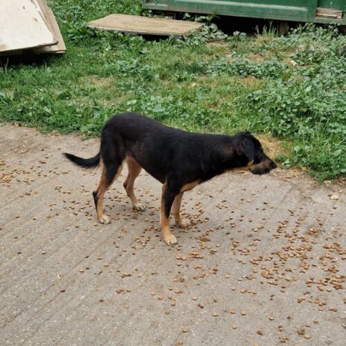 fleki_2024-08-21_13