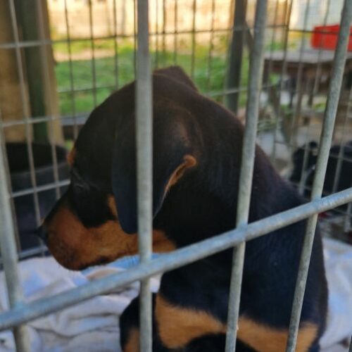 dundi_2024-11-17_03