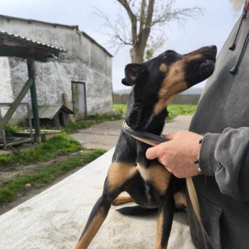 dundi_2024-11-17_13