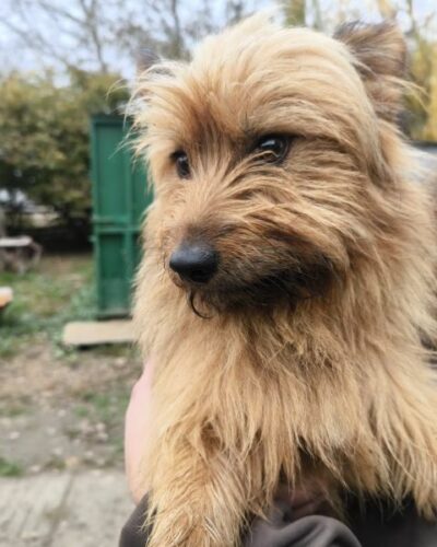 Filou