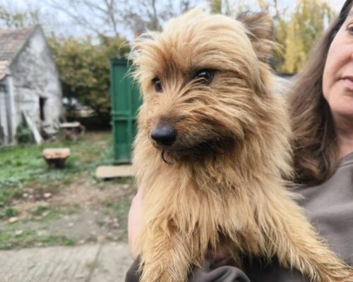 Filou