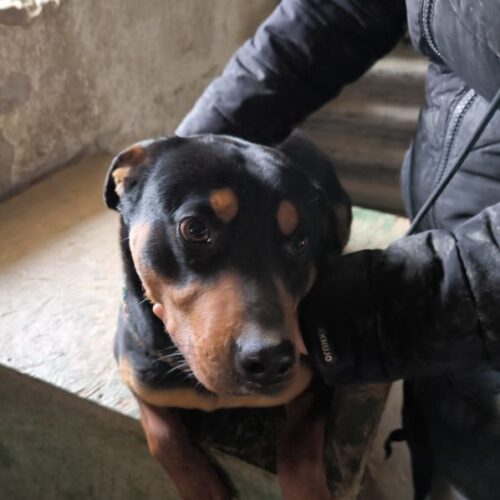 pumpi_2025-03-12_01