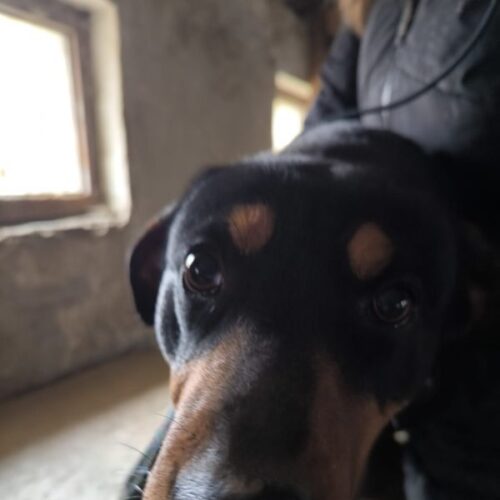 pumpi_2025-03-12_03
