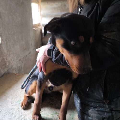 pumpi_2025-03-12_11