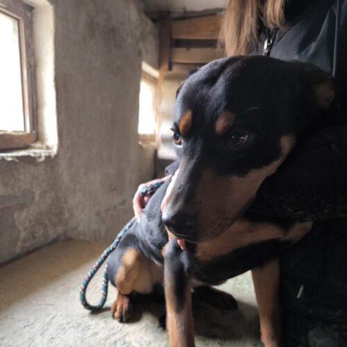 pumpi_2025-03-12_17