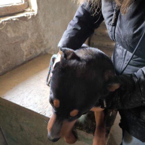 pumpi_2025-03-12_18