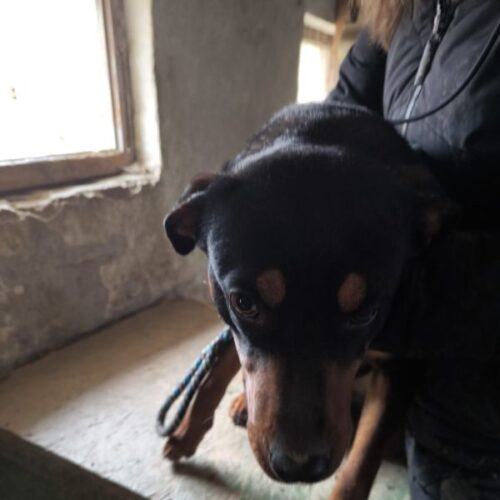 pumpi_2025-03-12_19