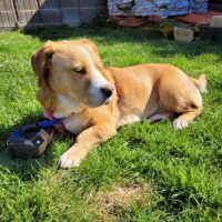 Hunde in Deutschland