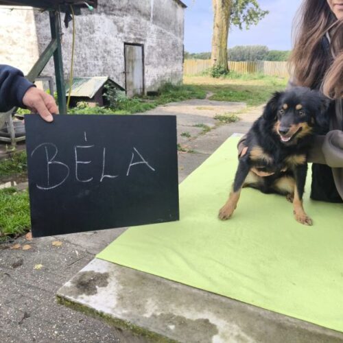 bela_2025-10-08_45