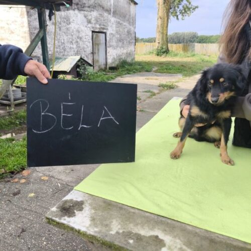 bela_2025-10-08_48