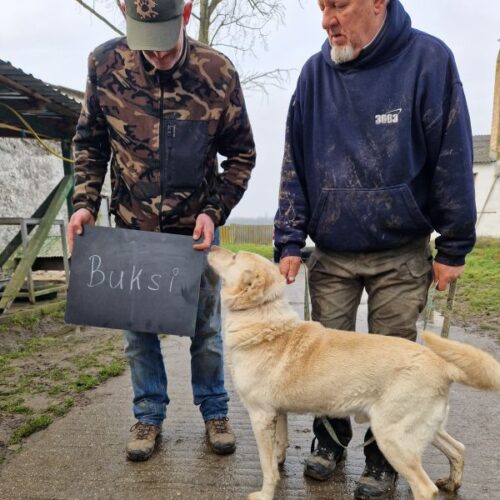 buksi2_2026-03-04_01