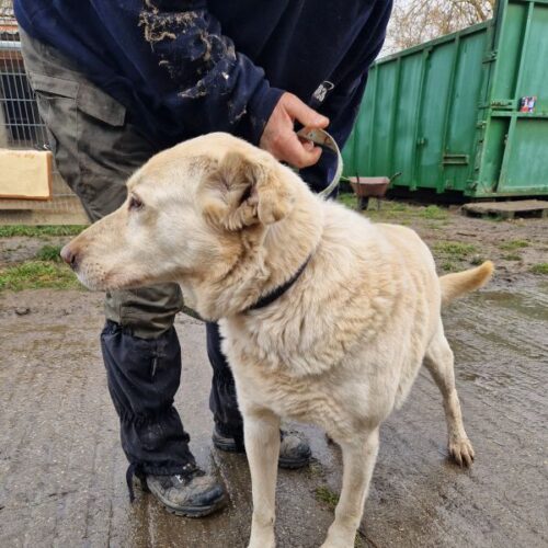 buksi2_2026-03-04_02