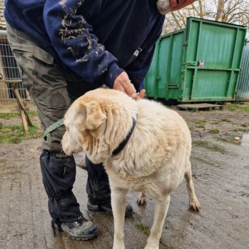 buksi2_2026-03-04_03