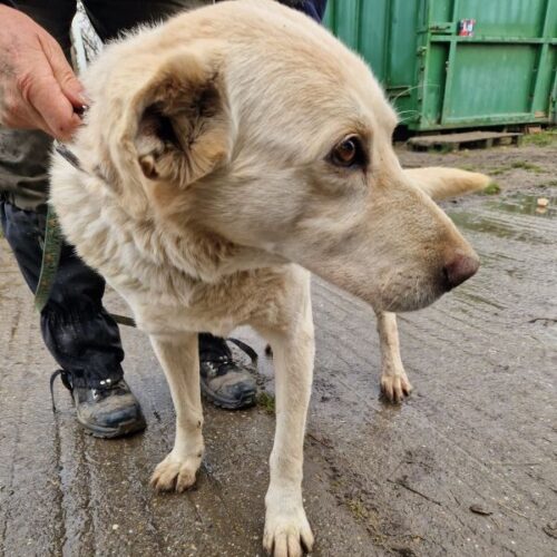 buksi2_2026-03-04_04